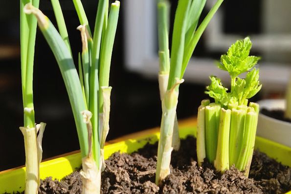 Regrowing Ergebnis: Nach zwei Wochen im Wasserbad und 1 Woche in der Erde sind die Gemüse nachgewachsen.